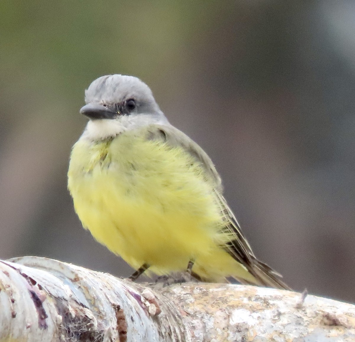 Tropical Kingbird - ML624532124