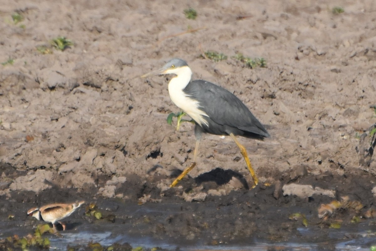 Pied Heron - ML624532125