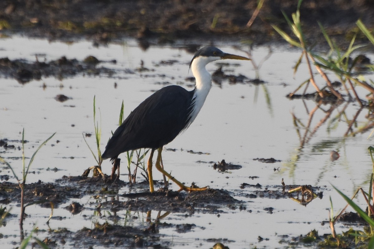 Pied Heron - ML624532126