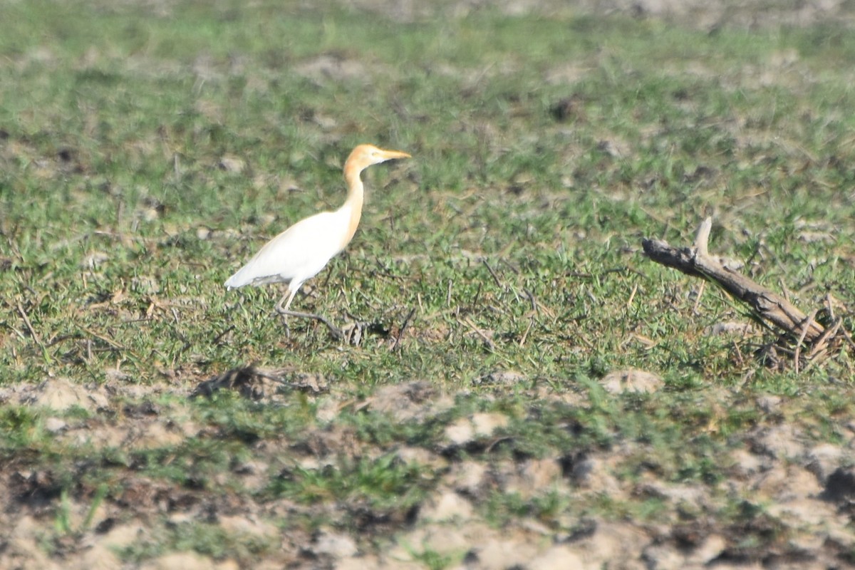 Eastern Cattle Egret - ML624532130