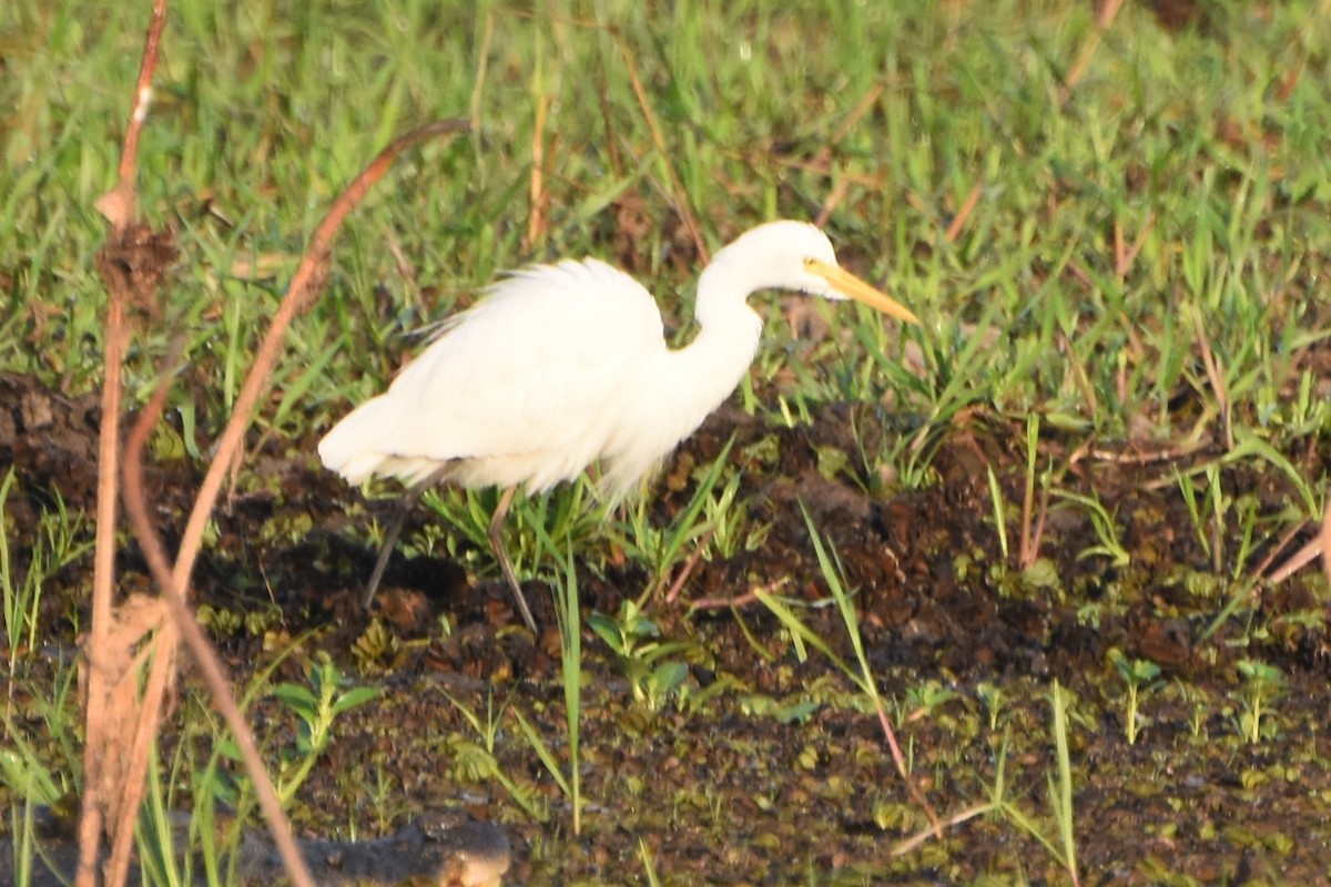 Plumed Egret - ML624532132