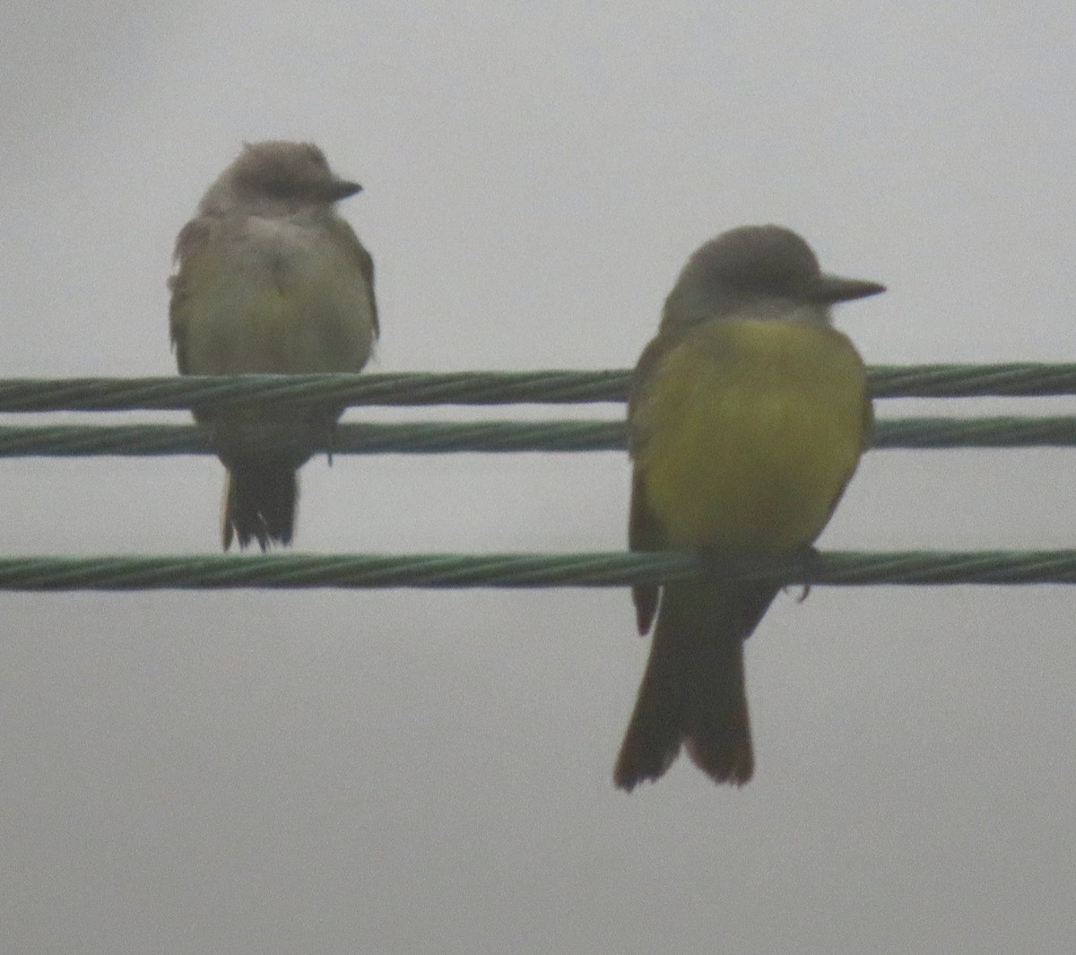 Tropical Kingbird - ML624532133