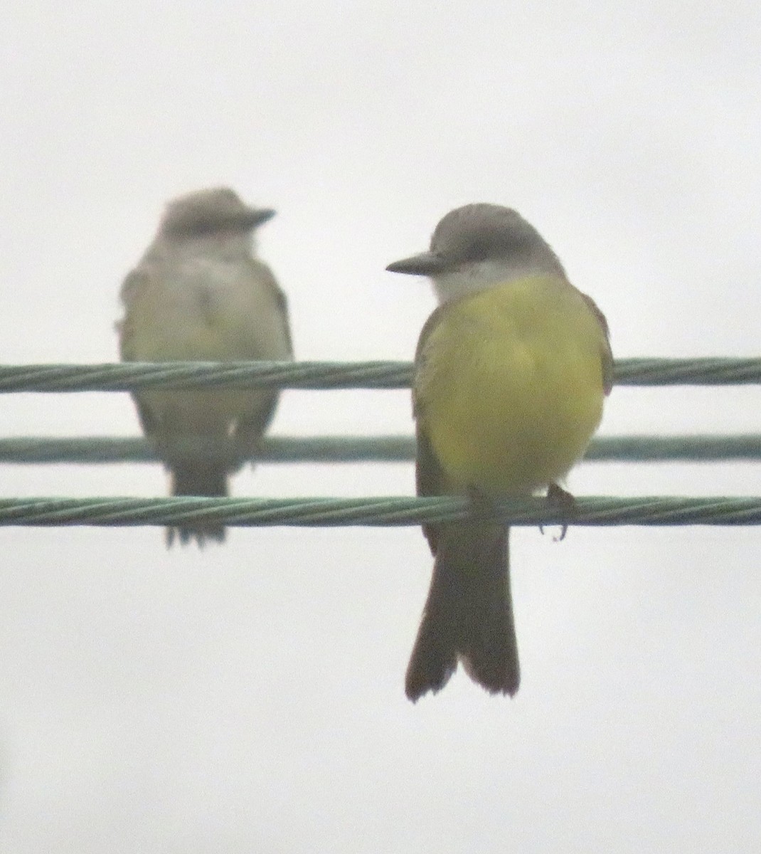 Tropical Kingbird - ML624532134