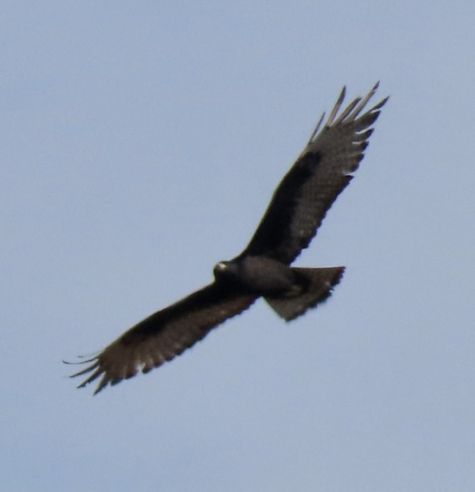 Zone-tailed Hawk - David Trissel