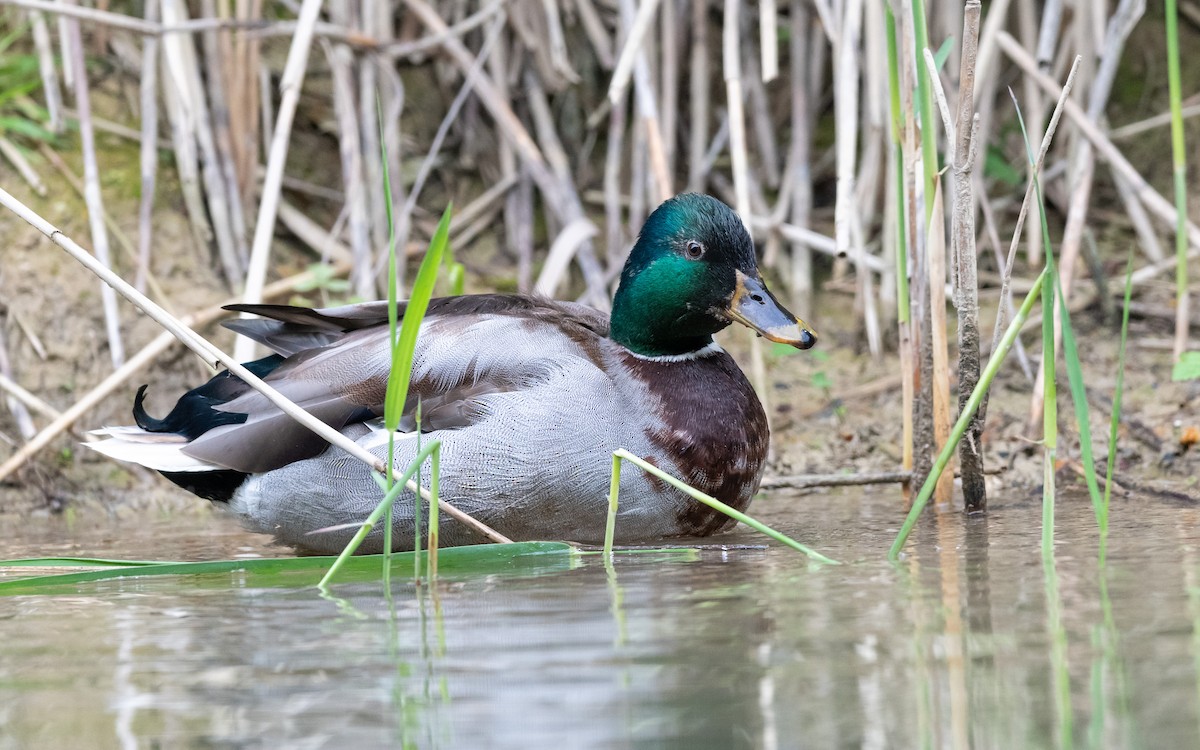 Mallard - Serge Horellou