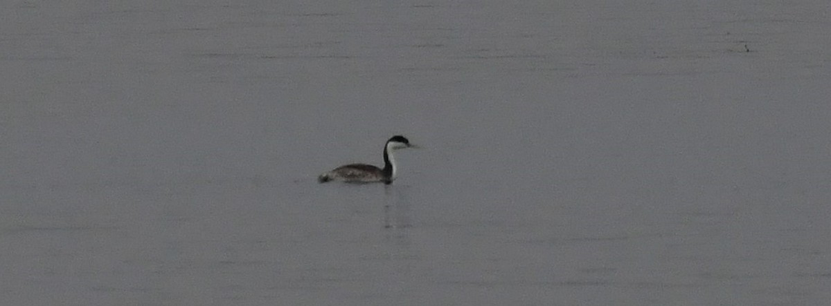 Western Grebe - ML624532206