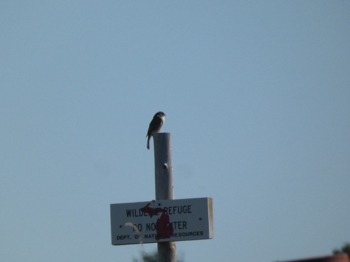 Eastern Phoebe - ML624532221