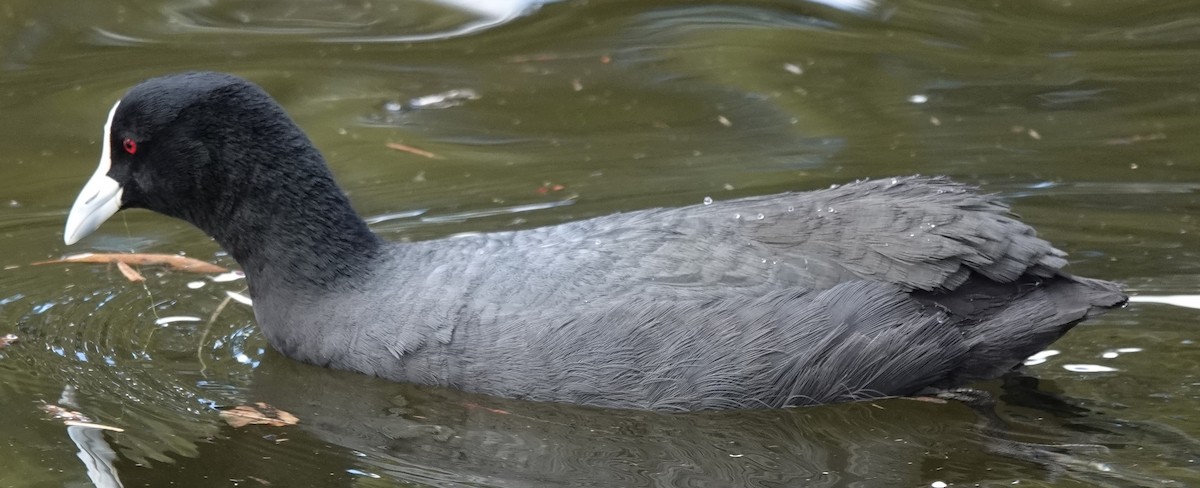 Eurasian Coot - ML624532239