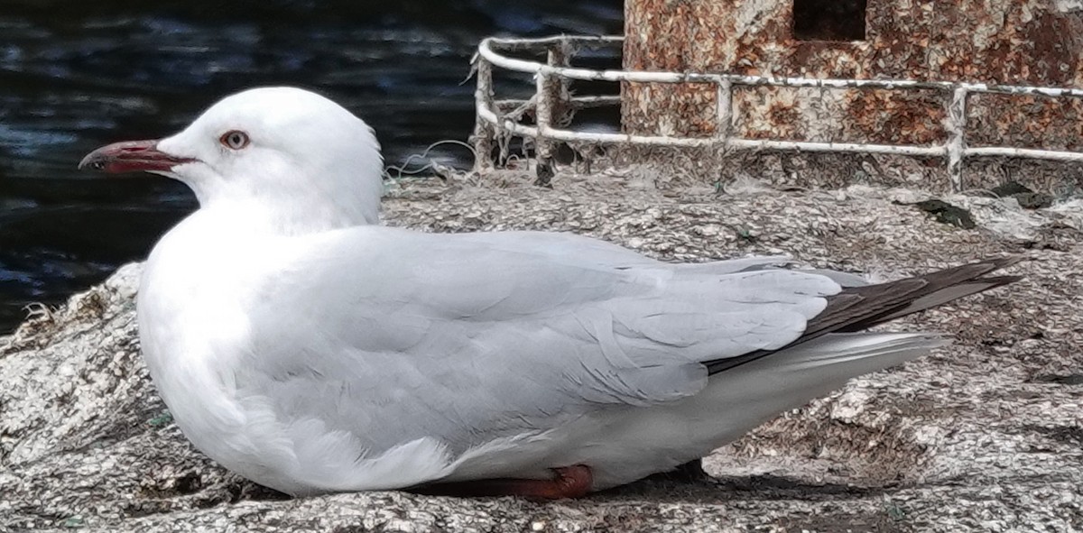 Silver Gull (Silver) - ML624532244