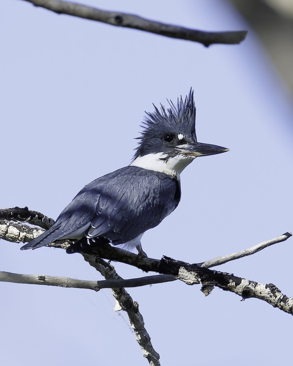 Belted Kingfisher - ML624532245