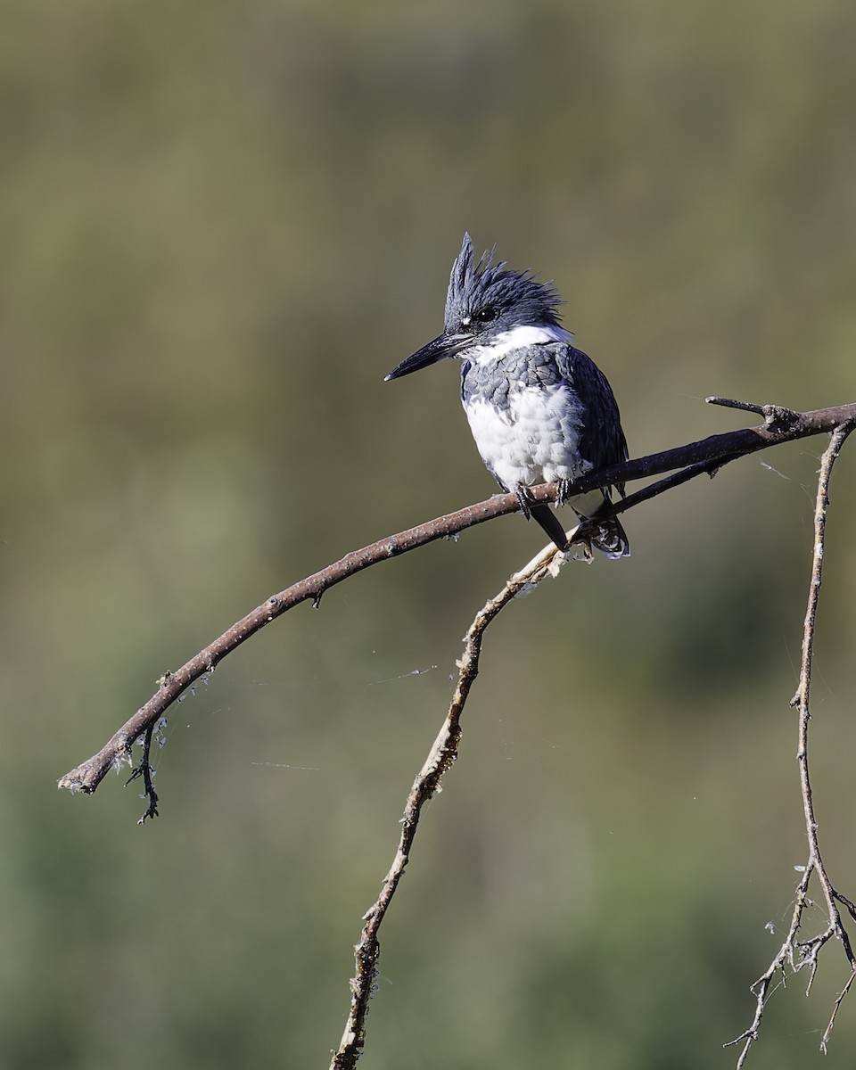 Belted Kingfisher - ML624532246