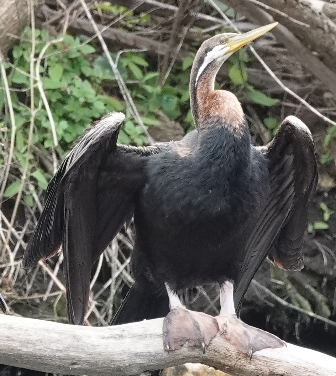 Australasian Darter - ML624532251