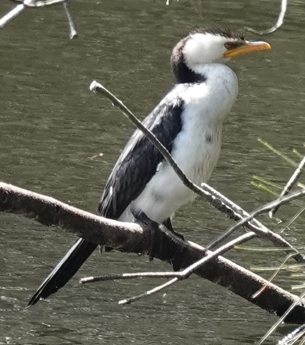 Little Pied Cormorant - ML624532255