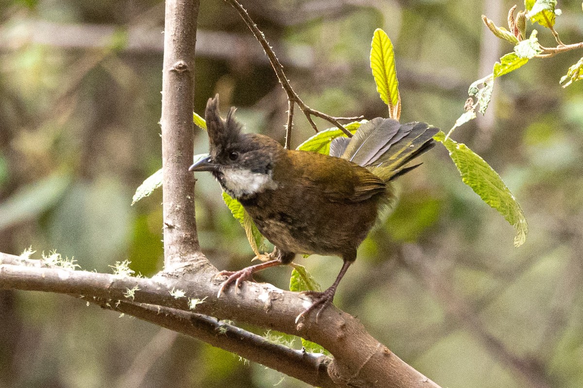 Eastern Whipbird - ML624532259