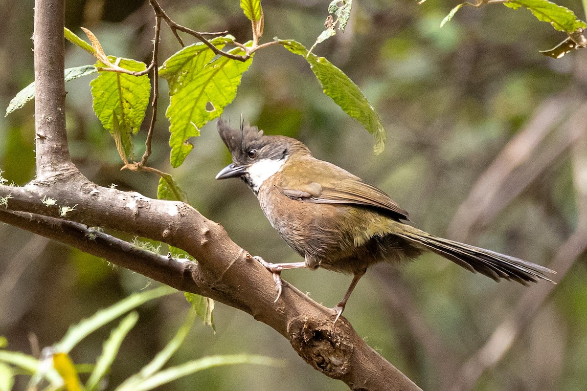 Eastern Whipbird - John Hurrell