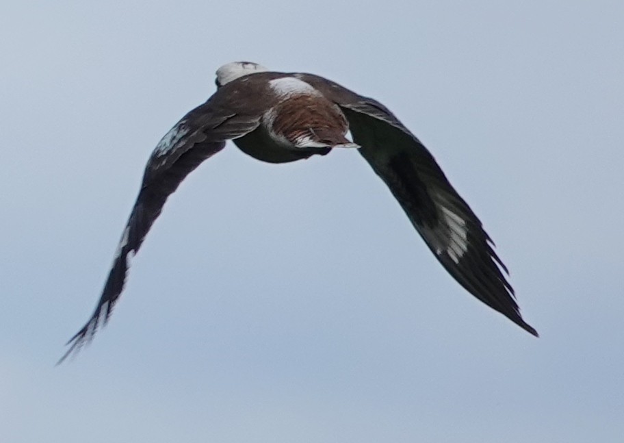 Laughing Kookaburra - ML624532271