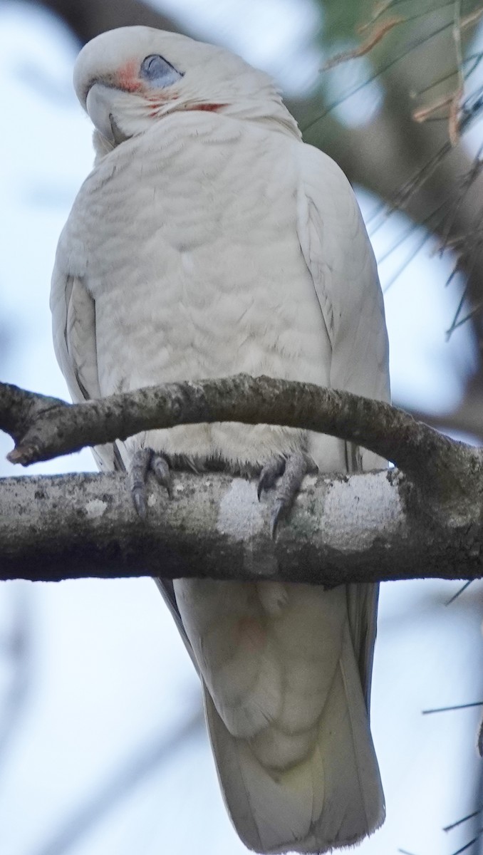 Little Corella - ML624532274