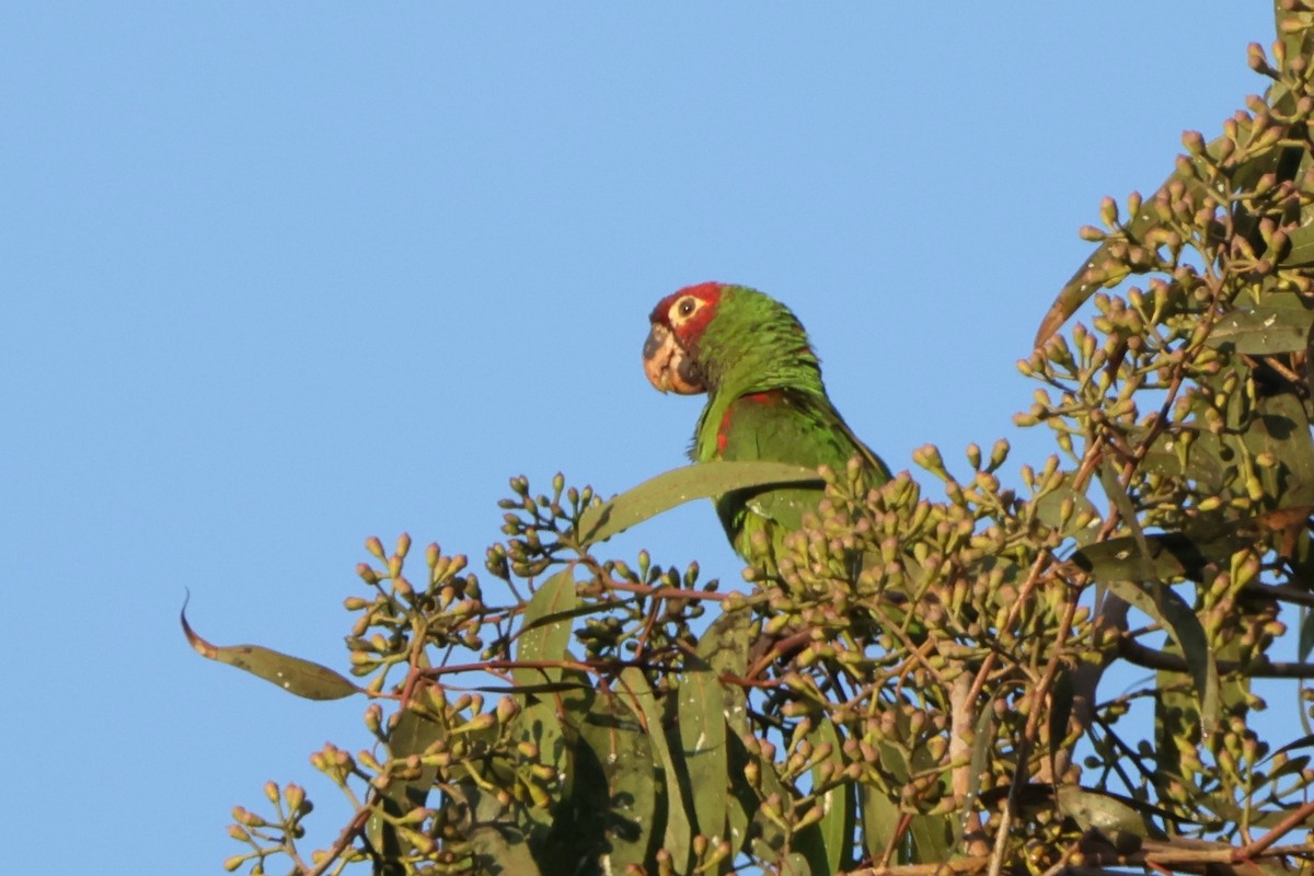 オナガアカボウシインコ - ML624532275