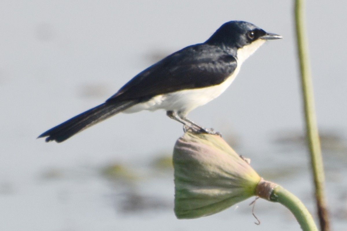 Paperbark Flycatcher - ML624532284