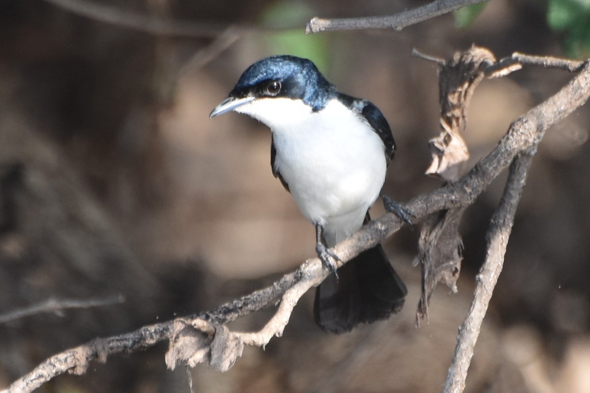 Paperbark Flycatcher - ML624532285