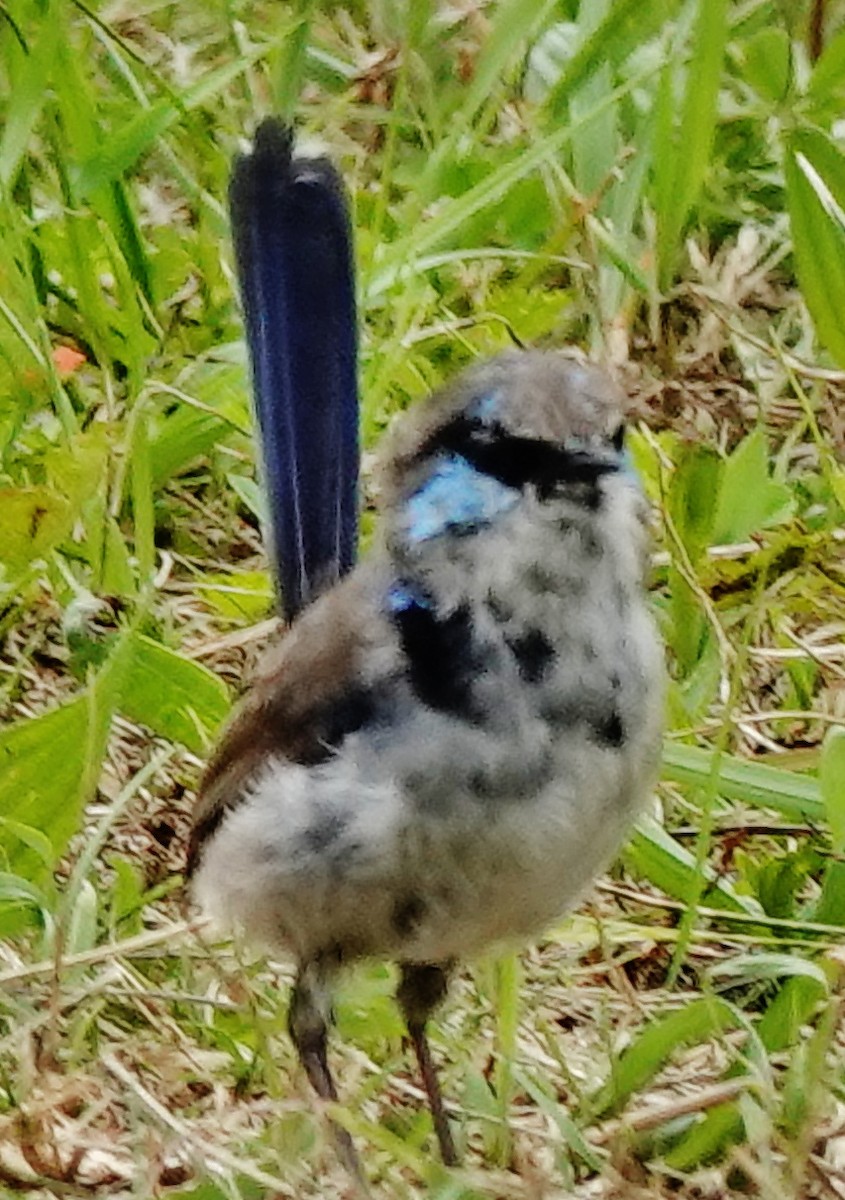 Superb Fairywren - ML624532287