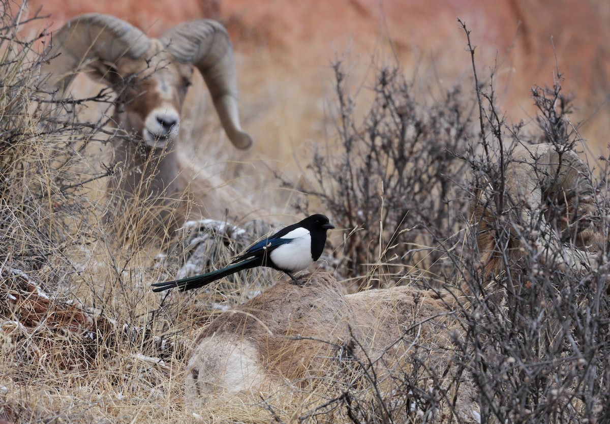 Black-billed Magpie - ML624532312