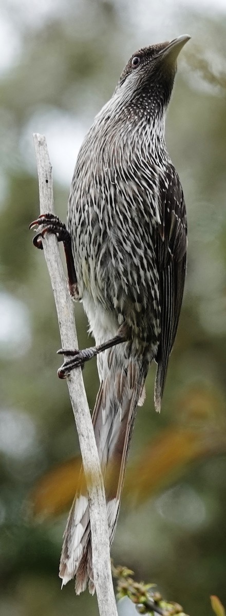 Little Wattlebird - ML624532313