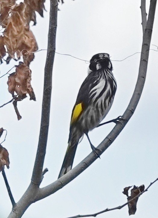 New Holland Honeyeater - ML624532317