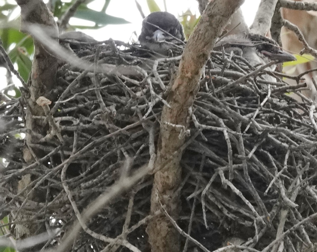 Gray Butcherbird - ML624532318