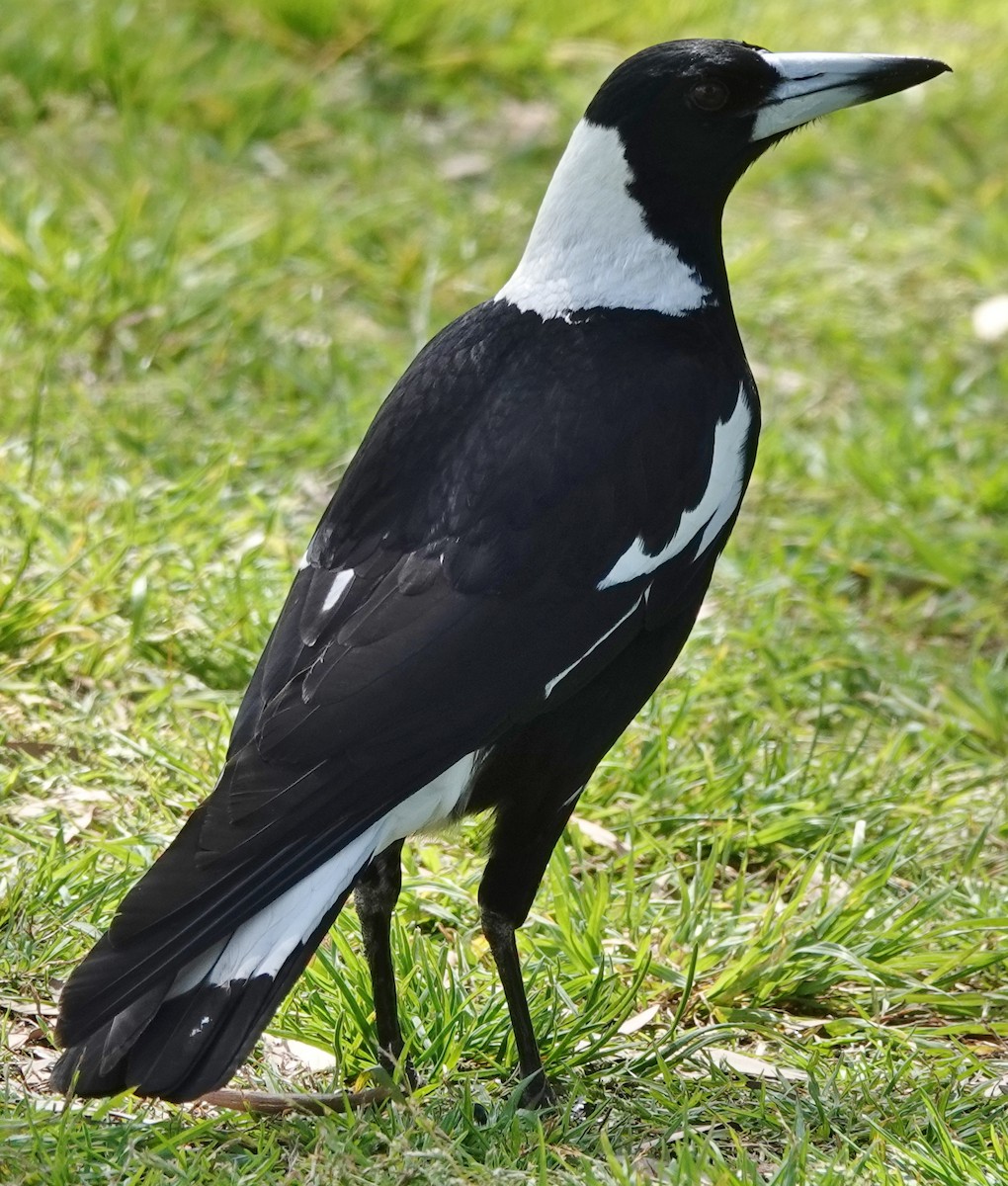 Australian Magpie (Black-backed) - ML624532323