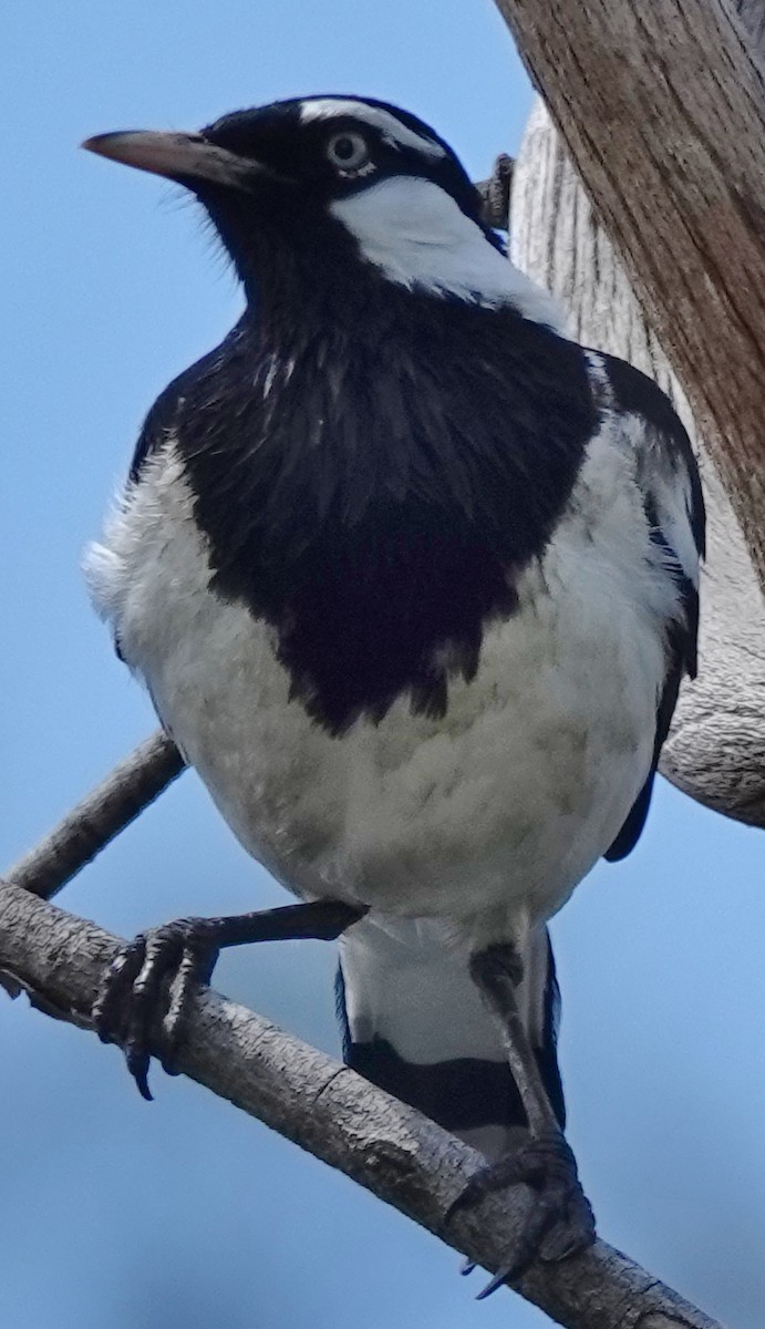 Magpie-lark - ML624532363