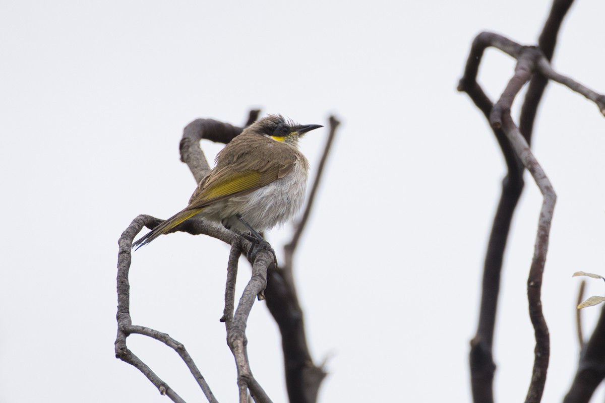 Singing Honeyeater - ML624532387