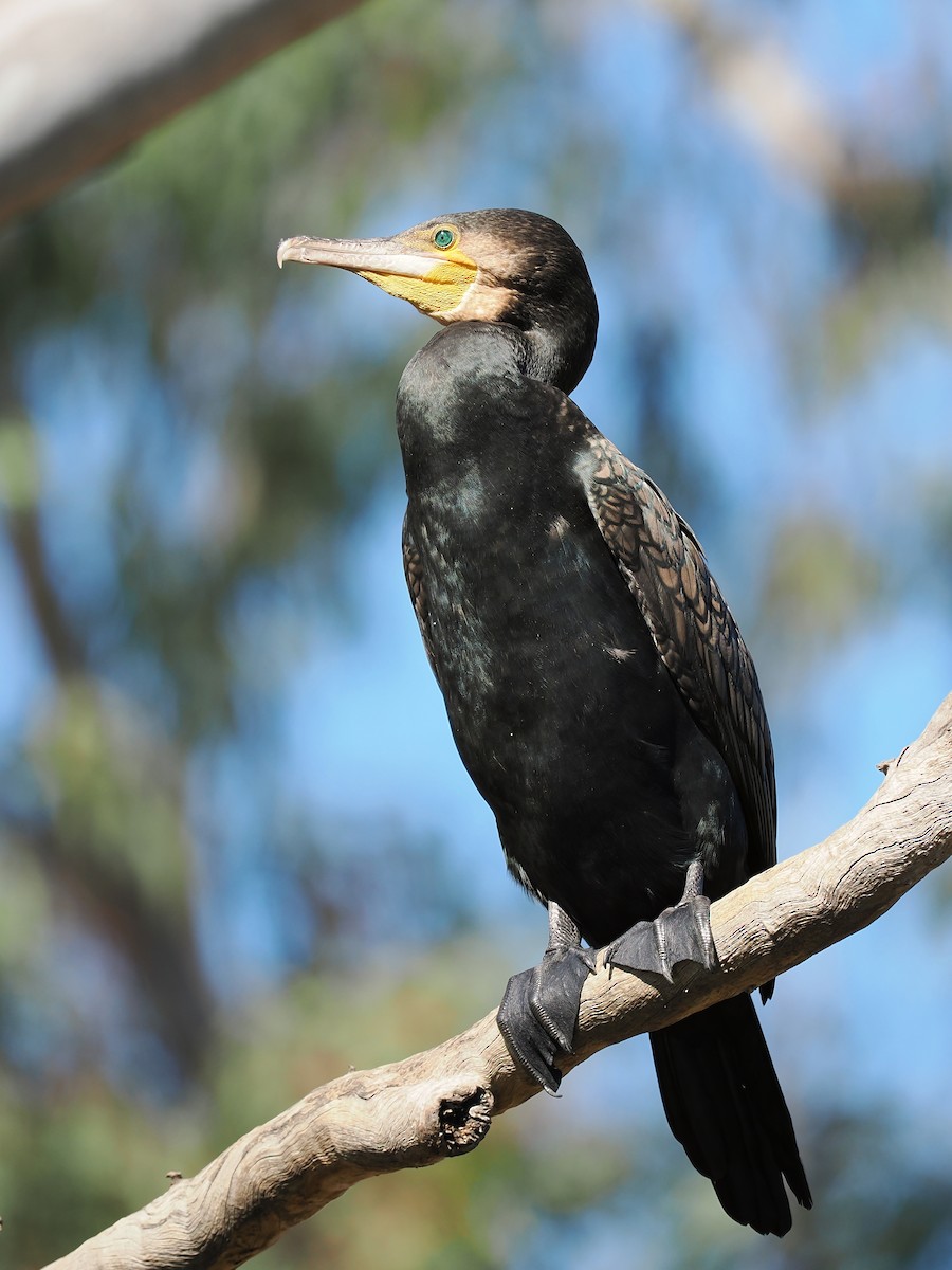 Great Cormorant - ML624532446