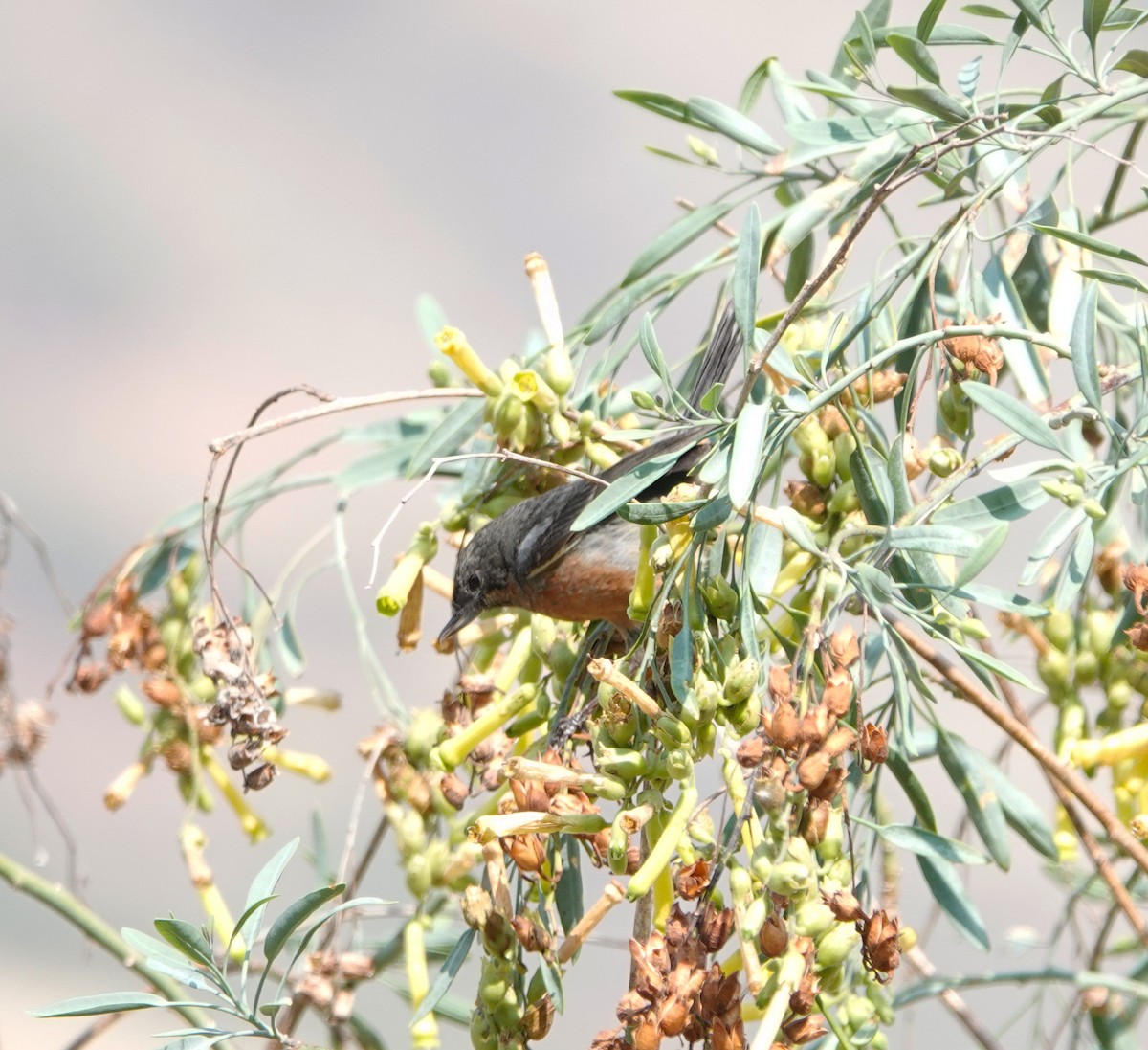 Black-throated Flowerpiercer - ML624532451