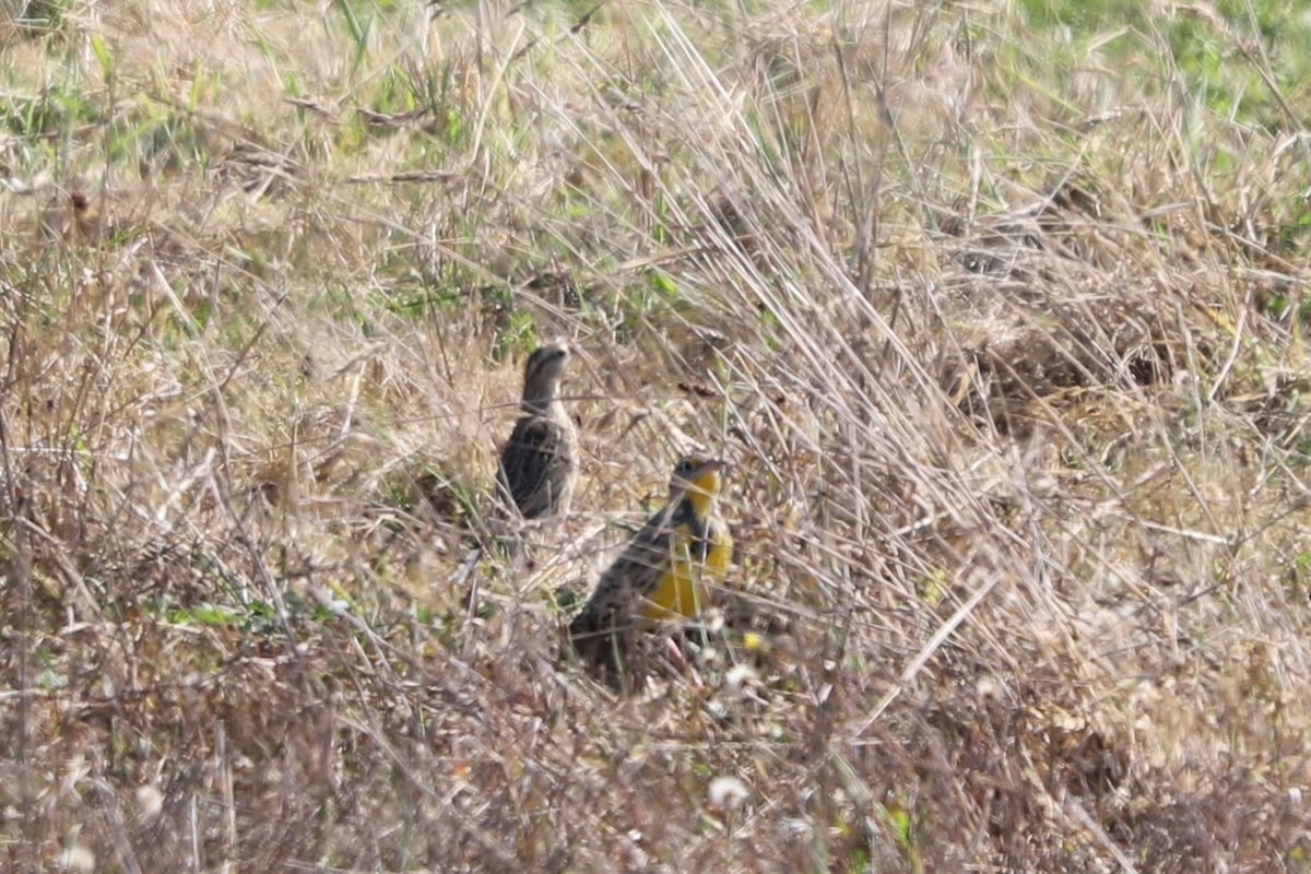 Western Meadowlark - ML624532481
