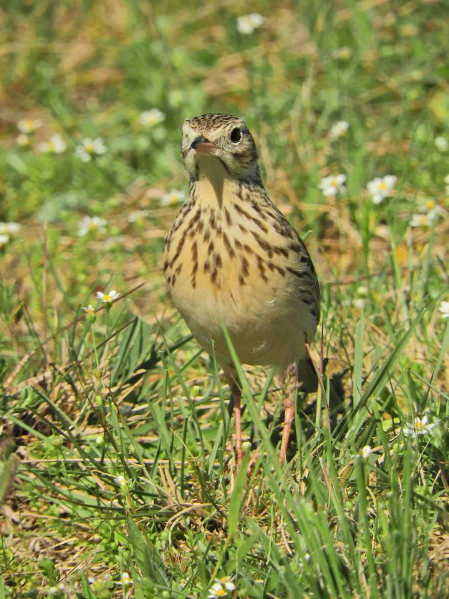 Short-billed Pipit - ML624532492