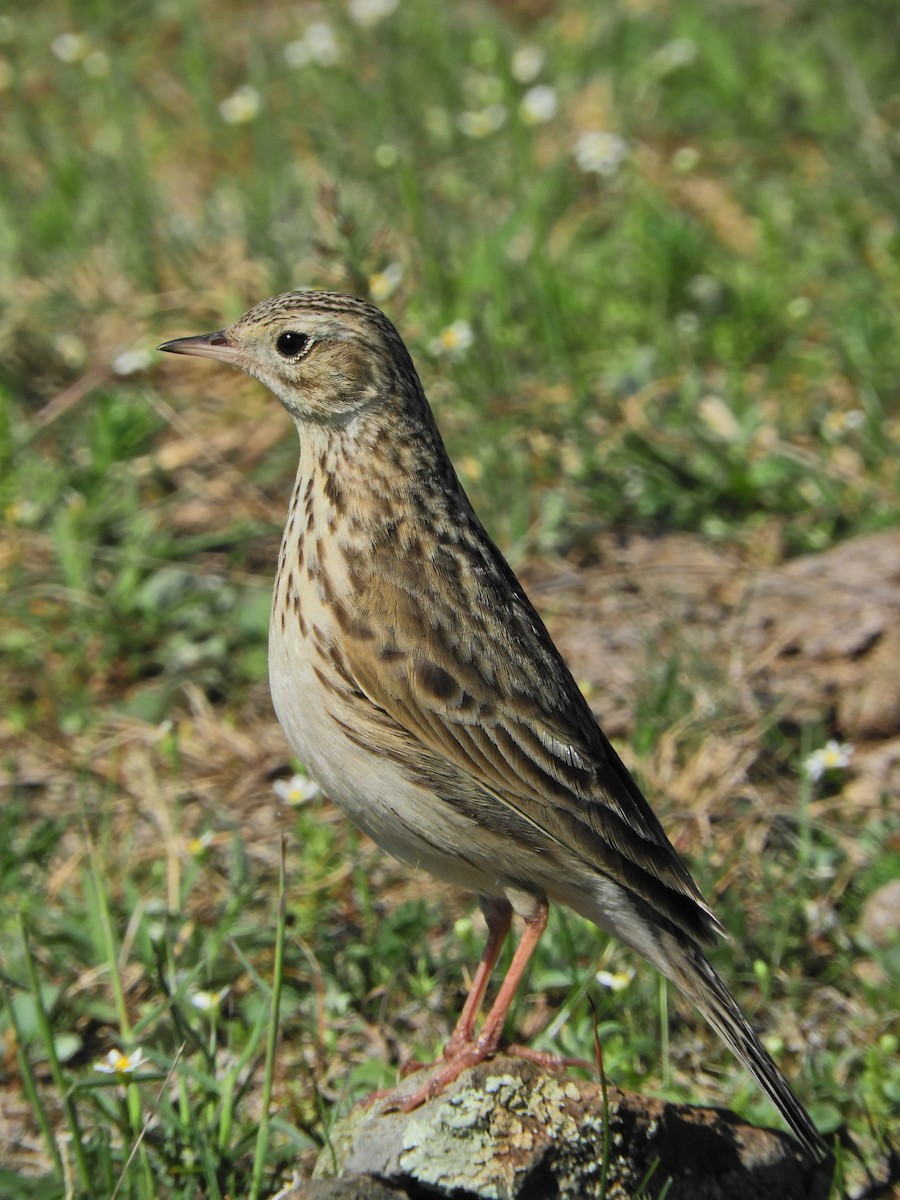 Short-billed Pipit - ML624532494