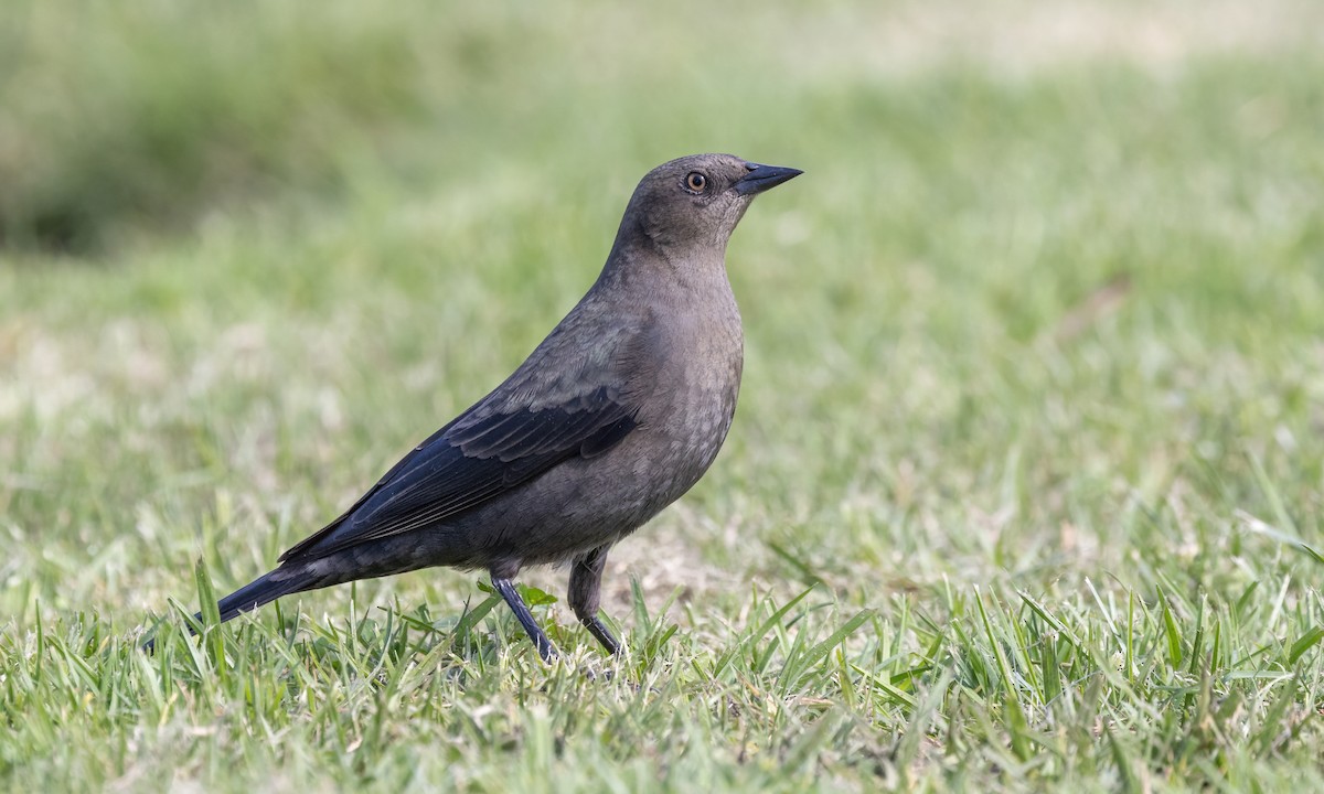 Brewer's Blackbird - ML624532516