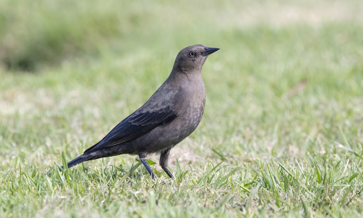 Brewer's Blackbird - ML624532517