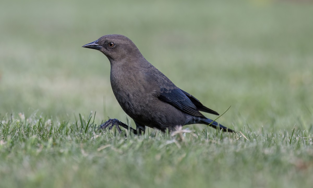 Brewer's Blackbird - ML624532518