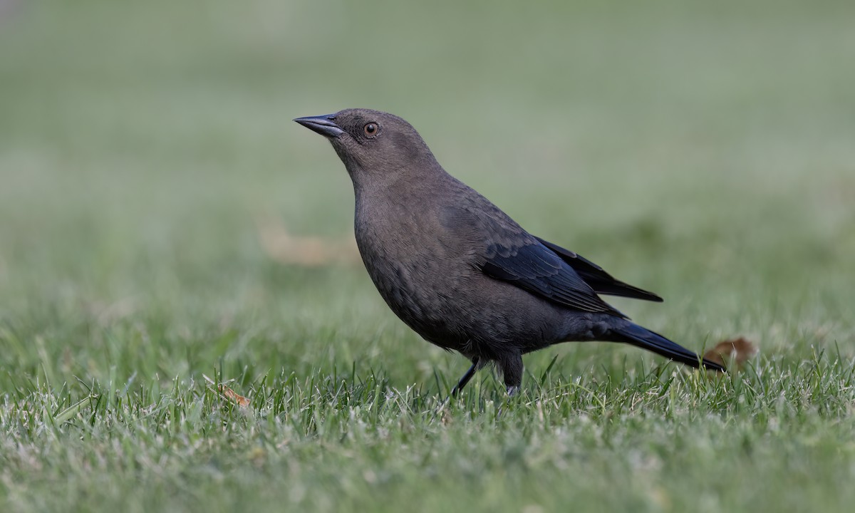 Brewer's Blackbird - ML624532519