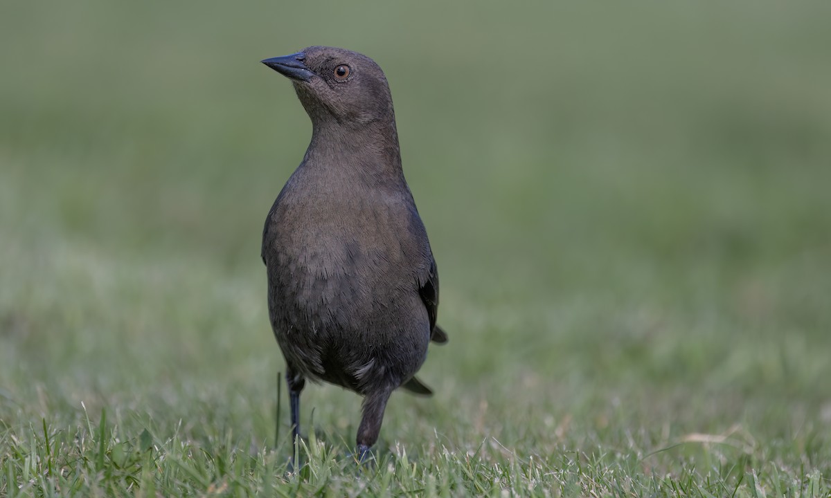 Brewer's Blackbird - ML624532521