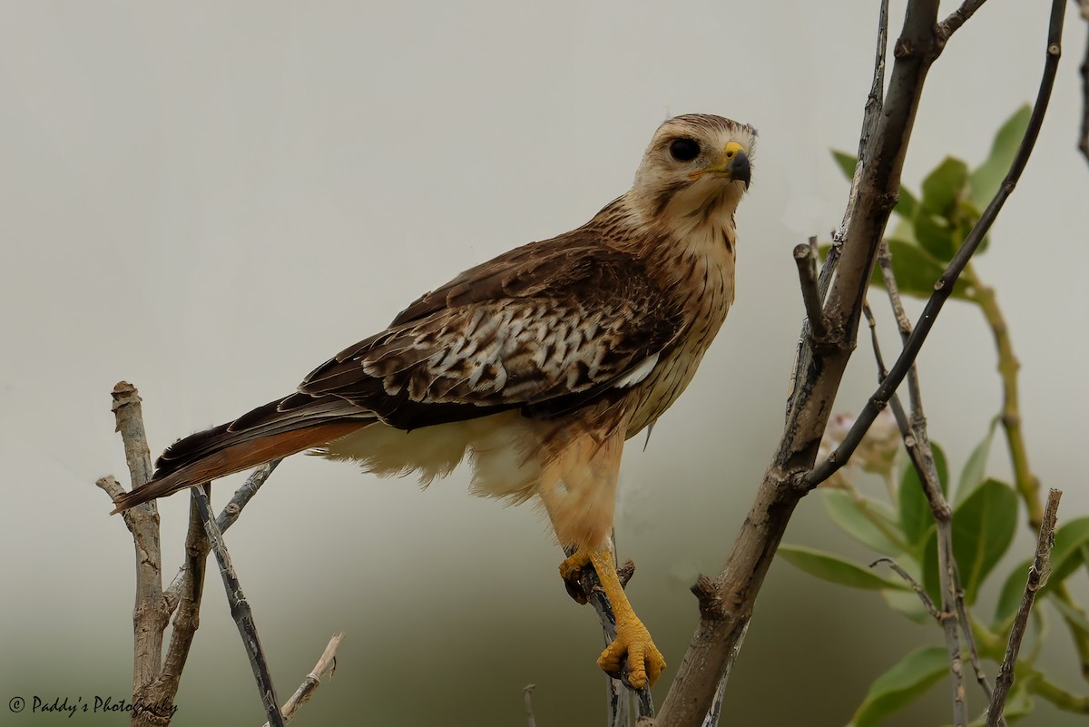 White-eyed Buzzard - ML624532523