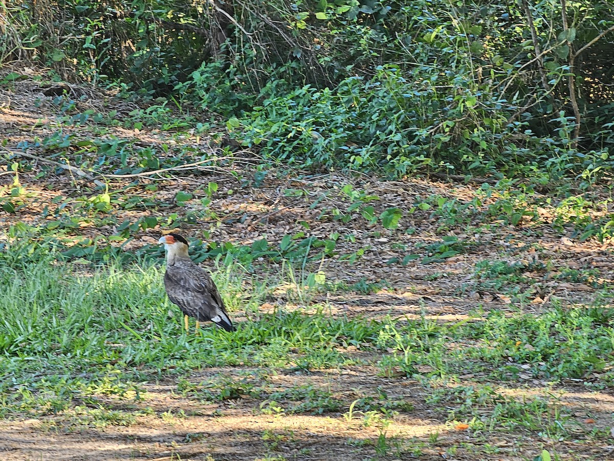 Crested Caracara - ML624532525