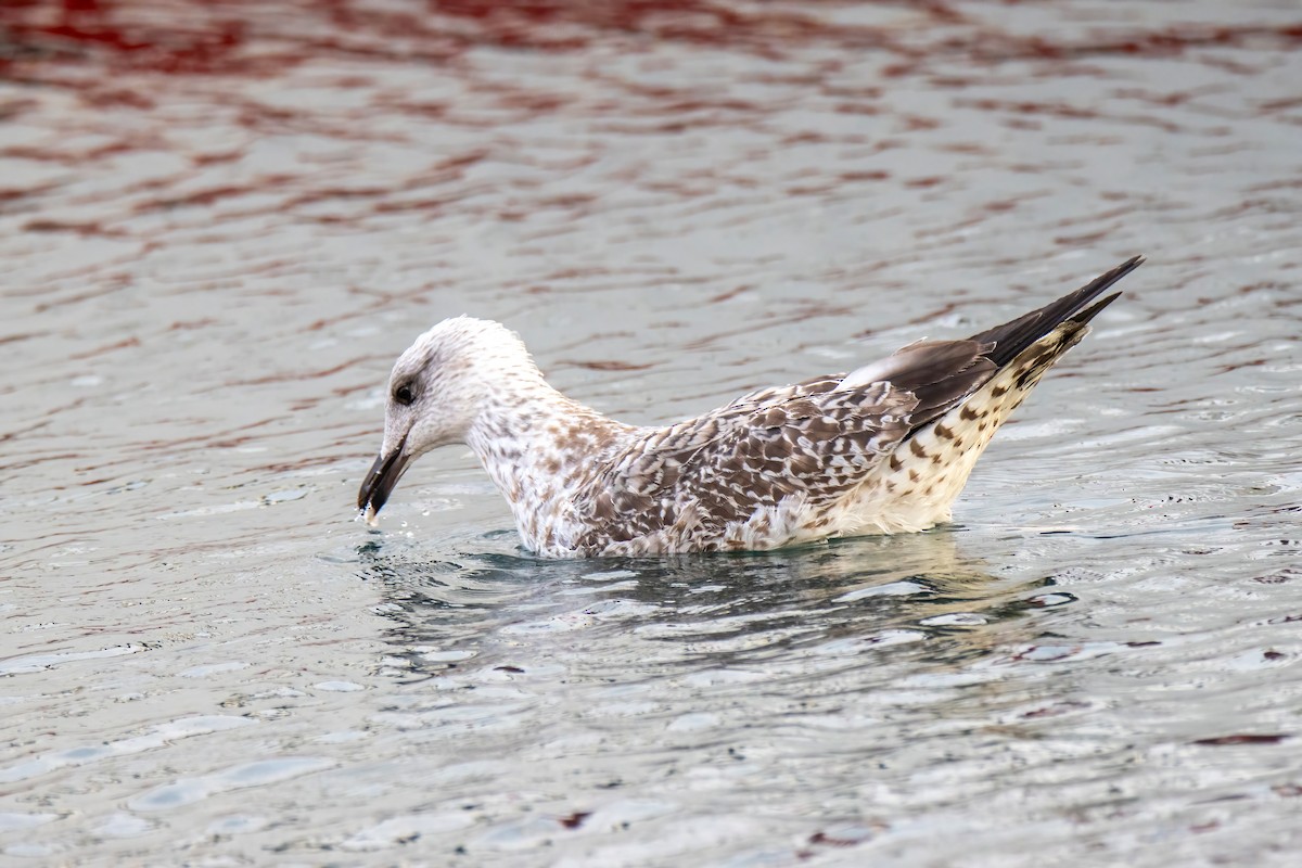 Yellow-legged Gull - ML624532526