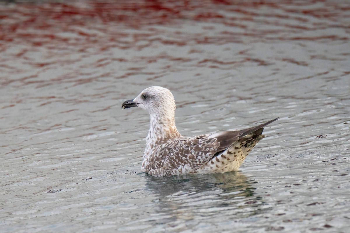 Yellow-legged Gull - ML624532527