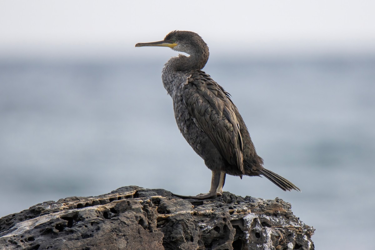 Great Cormorant - ML624532529