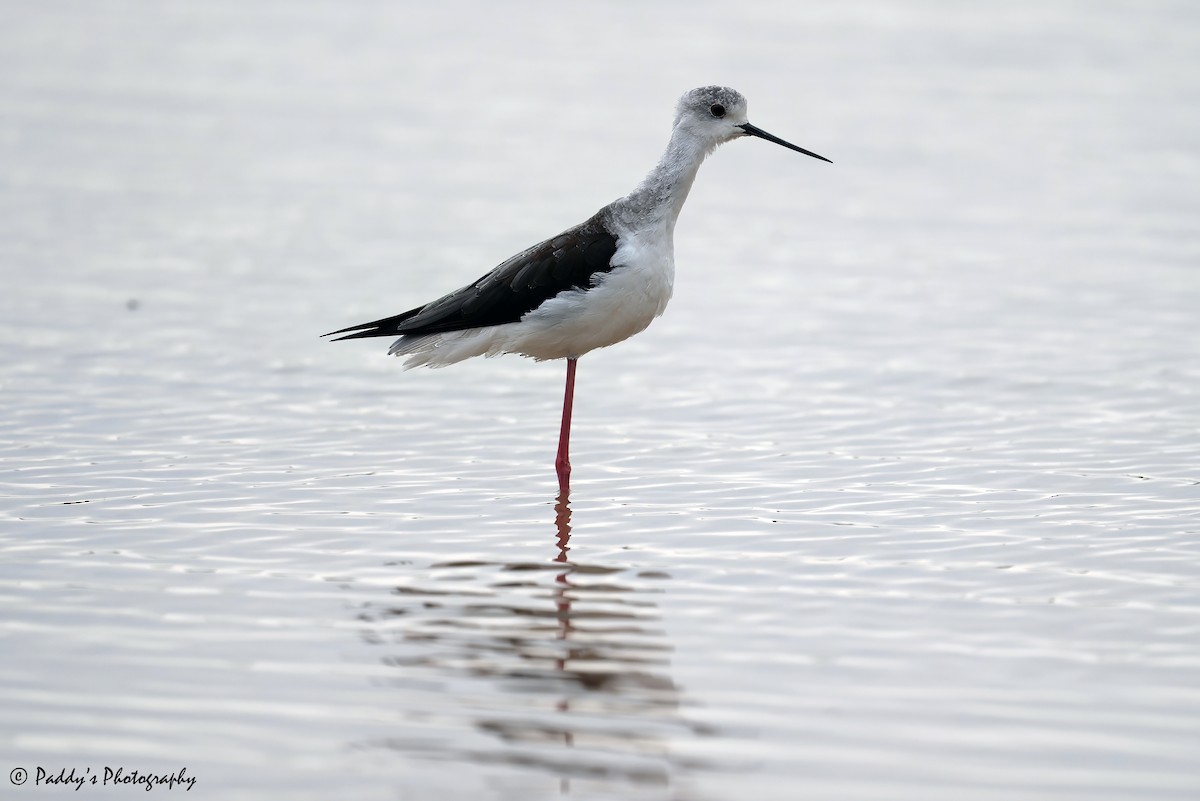 Black-winged Stilt - ML624532530