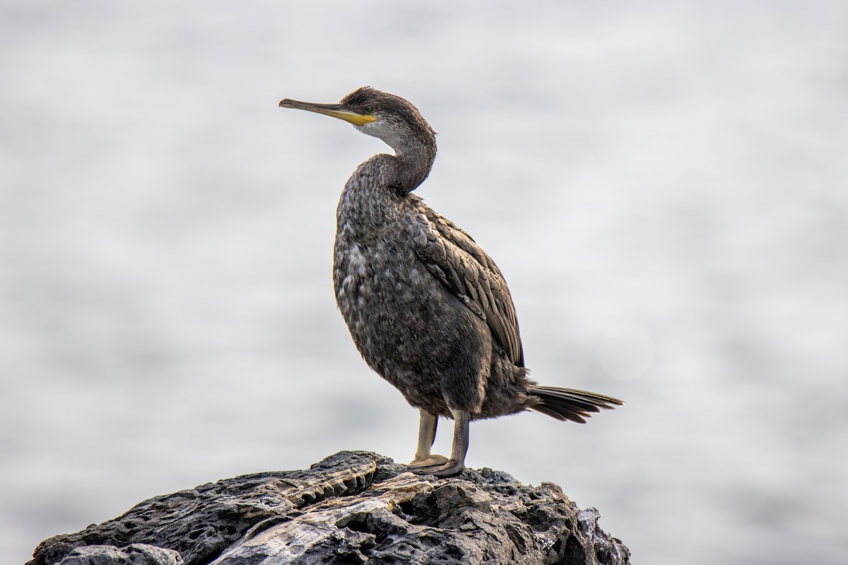 Great Cormorant - ML624532531