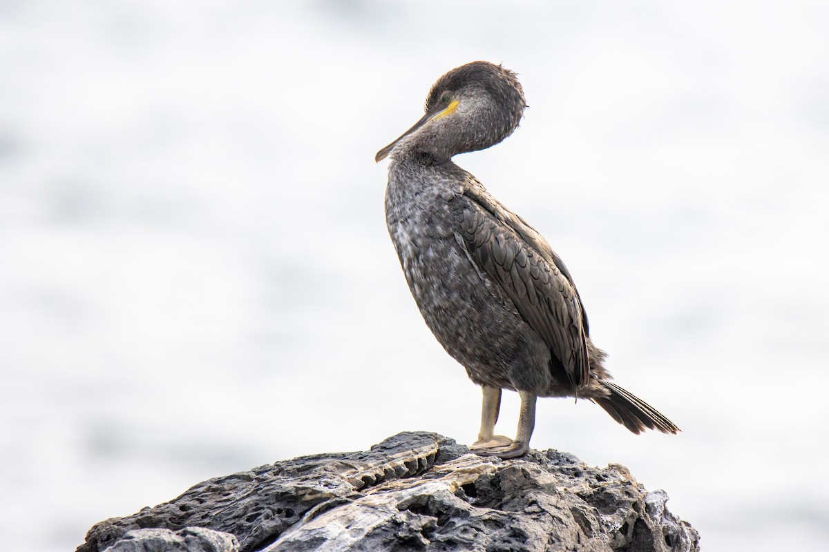 Great Cormorant - ML624532532